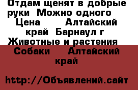 Отдам щенят в добрые руки (Можно одного!) › Цена ­ 1 - Алтайский край, Барнаул г. Животные и растения » Собаки   . Алтайский край